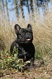 BOULEDOGUE FRANCAIS 246